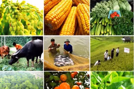 Trong đại dịch, nông nghiệp trở thành "trụ đỡ" của nền kinh tế