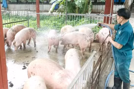 Thanh Hoá: Tiêu huỷ 1.193 con lợn do bệnh dịch tả lợn Châu Phi