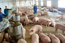 Giá heo hơi hôm nay 19/2: Chính thức mất mốc 80.000 đồng/kg
