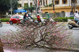 Hà Nội: Cành đào tiền triệu chơi 3 ngày Tết đã "vô chủ" nằm lăn lóc bên đường