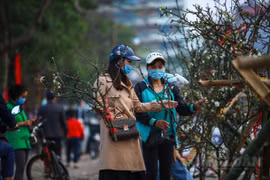 Hà Nội: Hoa lê rừng xuống phố giá gần chục triệu đồng vẫn tấp nập người hỏi mua