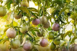 2 tấn chanh leo Việt Nam được xuất ngoại sang Úc, giá 150.000 đồng/kg