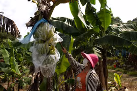 Lào Cai: Chỉ đạo tháo gỡ khó khăn trong xuất khẩu nông sản sang Trung Quốc