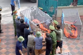 Khởi tố, bắt tạm giam bị can nuôi hổ trái phép trong nhà