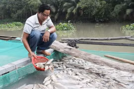 Bình Dương: Xác minh nguyên nhân cá chết trên sông ở Dầu Tiếng