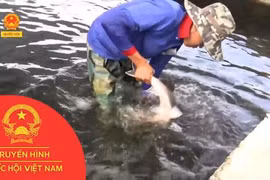 Hiệu quả kinh tế cao từ việc nuôi cá tầm ở huyện Đam Rông