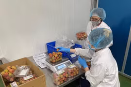 Vải thiều Thanh Hà chính thức lên các sàn thương mại điện tử