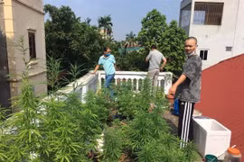 Trồng 26 cây cần sa trên nóc nhà, nam thanh niên bị xử phạt
