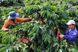 Giá cà phê hôm nay 3/2: Tăng nhẹ tại thị trường trong nước