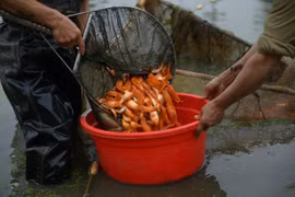 Phú Thọ: Làng Thủy Trầm tất bật bắt cá chép đỏ trước ngày ông Công, ông Táo