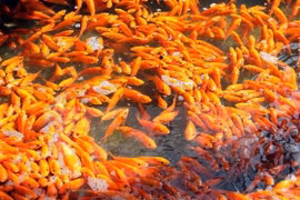 Cá chép đỏ nơi ế ẩm, nơi khan hàng trước ngày ông Công, ông Táo