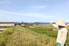 Vụ trại lợn 'bức tử' môi trường: Công ty Khánh Giang nuôi lợn 'chui' quy mô lớn