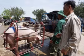 Giá heo hơi hôm nay 28/1: Tăng nhẹ tại khu vực phía Nam