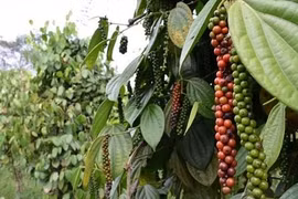 Giá hồ tiêu hôm nay 2/2: Duy trì ở mức 51.500 đồng/kg
