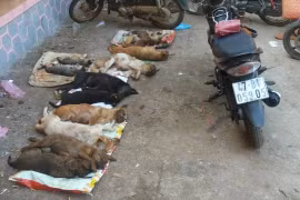 Đắk Lắk: Điều tra làm rõ một nhóm đối tượng gây ra nhiều vụ trộm chó