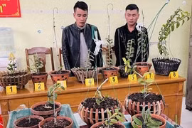 Bắt giữ hai đối tượng chuyên trộm lan đột biến