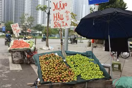 Mận hậu đầu mùa giá rẻ nhưng vẫn ế khách