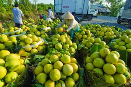 Hàng triệu tấn nông, thủy sản Nam Bộ và Tây Nguyên đang cần tiêu thụ khẩn cấp