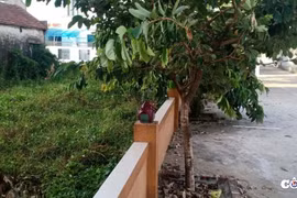 Chính quyền phường Nghi Hòa có xử lý dứt điểm vi phạm?