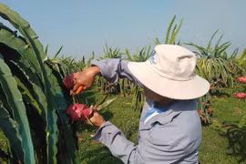 Thanh long Bình Thuận chính thức được bảo hộ chỉ dẫn địa lý tại Nhật Bản