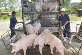 Giá heo hơi hôm nay 22/2: Tiếp đà giảm từ 1.000 đến 2.000 đồng/kg