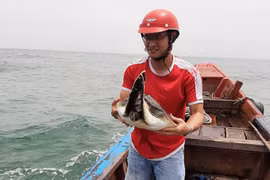 Thả rùa quý nặng 8,5kg về biển