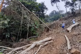 Phá rừng đặc dụng Vườn Quốc gia Xuân Sơn: Khiển trách Giám đốc và cảnh cáo nhiều cán bộ