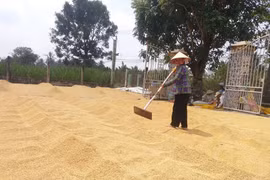 Tiền Giang: Chủ động “né hạn mặn”, vụ lúa Đông Xuân trúng mùa, trúng giá
