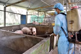 Triển khai quyết liệt, đồng bộ các giải pháp phòng chống bệnh Dịch tả lợn Châu Phi
