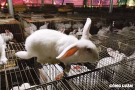 Người nuôi thỏ loay hoay tìm đầu ra giữa đại dịch