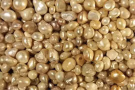 Tìm thấy kho báu ngọc trai trị giá hơn 100 triệu USD từ thế kỷ XV