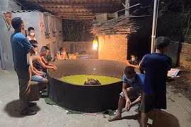 Phú Thọ: Tụ tập xem đá gà, 8 thanh niên bị đề xuất xử phạt 60 triệu đồng