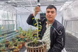 Thông tin bất ngờ về doanh nghiệp của đại gia lan đột biến đất Mỏ