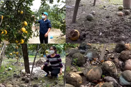 Bưởi Diễn rụng hàng loạt, người dân thất thu trước vụ thu hoạch Tết