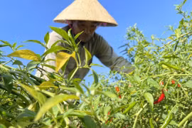 Ớt đỏ đồng, nông dân Hà Tĩnh 'đỏ mắt' chờ người mua