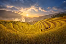 Lấp lánh sóng vàng mùa lúa chín Mù Cang Chải
