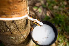 Cao su Việt Nam tăng mạnh về thị phần ở thị trường Trung Quốc
