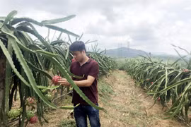 Uông Bí (Quảng Ninh): Tái cơ cấu nông nghiệp tại 7 vùng sản xuất nông nghiệp tập trung