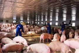 Ngành chăn nuôi chịu áp lực do giá nguyên liệu tăng, nhu cầu thị trường giảm