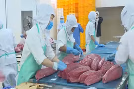 Xuất khẩu cá ngừ của Việt Nam bất ngờ giảm sâu