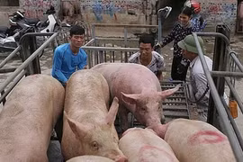 Giá heo hơi hôm nay 11/1: Đi ngang, dao động từ 74.000 - 82.000 đồng/kg