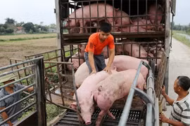Giá heo hơi hôm nay 23/1: Ba miền đồng loạt chững giá