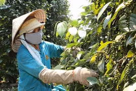 Giá hồ tiêu hôm nay 23/1: Duy trì ở mức 50.000 - 52.500 đồng/kg