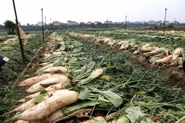 Xã Tráng Việt (Mê Linh – Hà Nội): Củ cải trắng ruộng, cà chua đỏ đồng không có người mua