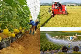 Quy chế hoạt động Ban Chỉ đạo tổng kết 20 năm đổi mới, phát triển và nâng cao hiệu quả kinh tế tập thể