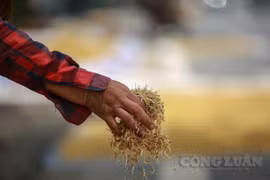Hà Nội: Cả tấn lúa mọc mầm, người dân thiệt sau cơn bão số 2
