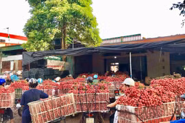 Quản lý thị trường tỉnh thanh Hoá hỗ trợ tiêu thụ 115 tấn vải thiều Bắc Giang