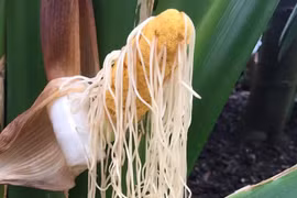 Toquilla - cây mì tôm khiến nhiều người thích thú