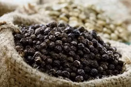 Giá hồ tiêu hôm nay 11/2: Ổn định ở mức 51.000 - 53.000 đồng/kg
