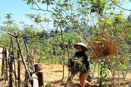 Xử lý chênh lệch giá dự án tái định cư thủy điện Hủa Na
